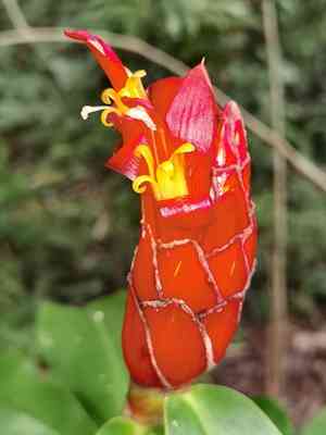 Spiral ginger(Costus pulverulentus)