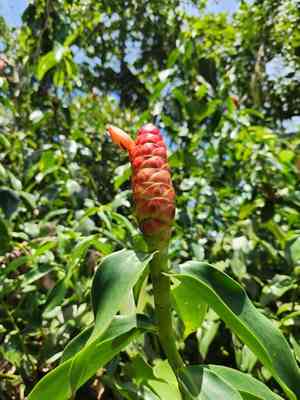 Spiral ginger(Costus scaber)