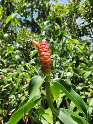 Spiral ginger(Costus scaber)
