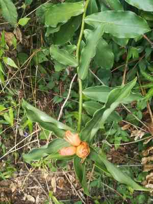 Spiral ginger(Costus scaber)