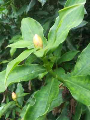 Spiral ginger(Costus scaber)