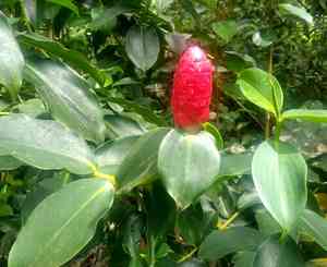 Red button ginger(Costus woodsonii)