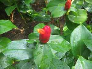 Red button ginger(Costus woodsonii)