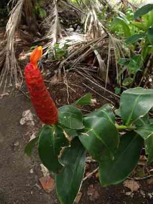 Red button ginger(Costus woodsonii)