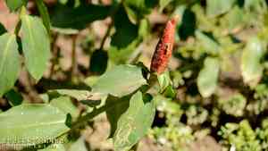 Red button ginger(Costus woodsonii)