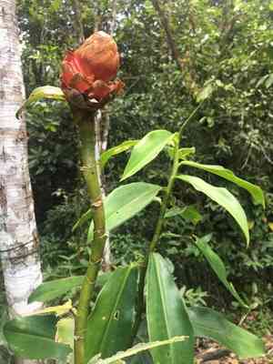 Costus (Costus)(Costus)