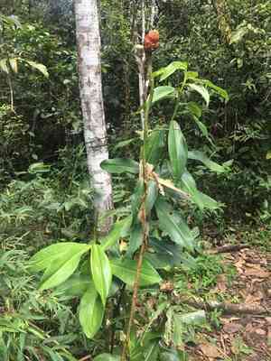 Costus (Costus)(Costus)