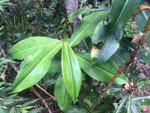 Costus (Costus)(Costus)