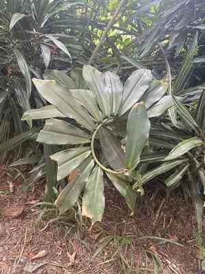 Costus (Costus)(Costus)
