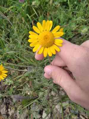 Golden marguerite(Cota tinctoria)