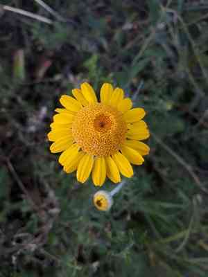 Golden marguerite(Cota tinctoria)