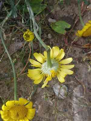 Golden marguerite(Cota tinctoria)