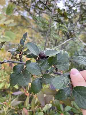Peking cotoneaster(Cotoneaster acutifolius)