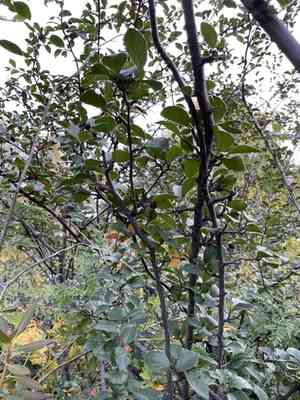 Peking cotoneaster(Cotoneaster acutifolius)