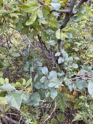 Peking cotoneaster(Cotoneaster acutifolius)