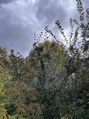 Peking cotoneaster(Cotoneaster acutifolius)