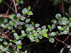 Cranberry cotoneaster(Cotoneaster apiculatus)
