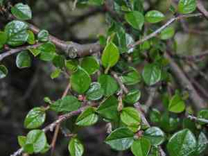 Cranberry cotoneaster(Cotoneaster apiculatus)