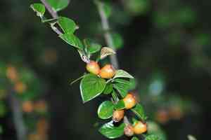 Cranberry cotoneaster(Cotoneaster apiculatus)