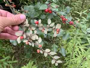 Diels's cotoneaster(Cotoneaster dielsianus)