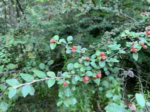 Diels's cotoneaster(Cotoneaster dielsianus)