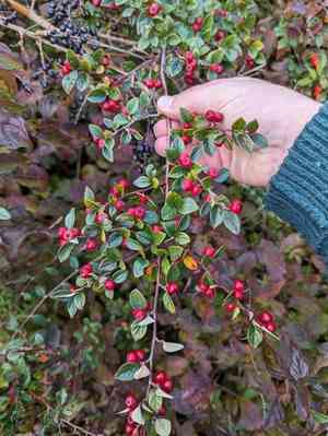 Diels's cotoneaster(Cotoneaster dielsianus)