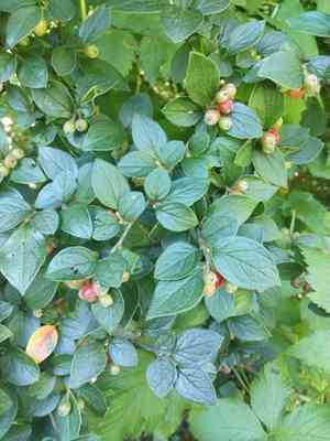 Diels's cotoneaster(Cotoneaster dielsianus)