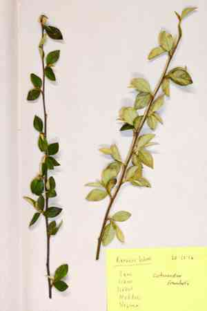 Franchet's cotoneaster(Cotoneaster franchetii)