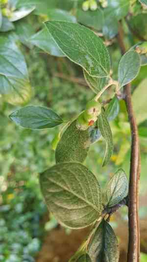 Franchet's cotoneaster(Cotoneaster franchetii)
