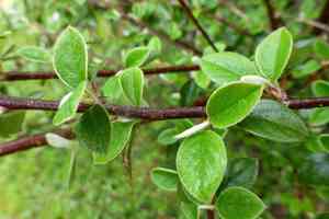 Franchet's cotoneaster(Cotoneaster franchetii)