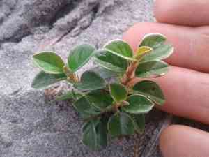Franchet's cotoneaster(Cotoneaster franchetii)