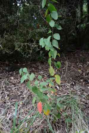 Himalayan tree cotoneaster(Cotoneaster frigidus)