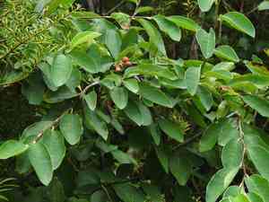 Himalayan tree cotoneaster(Cotoneaster frigidus)