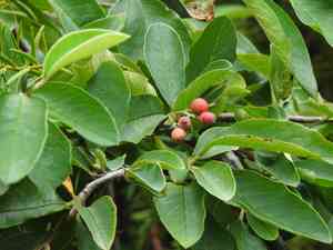 Himalayan tree cotoneaster(Cotoneaster frigidus)