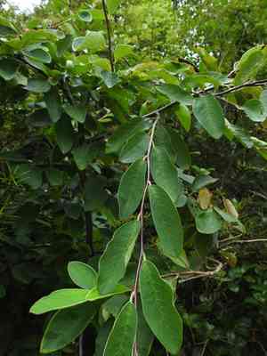 Himalayan tree cotoneaster(Cotoneaster frigidus)