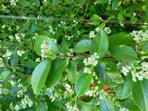 Large-leaf cotoneaster(Cotoneaster glaucophyllus)