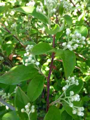 Large-leaf cotoneaster(Cotoneaster glaucophyllus)