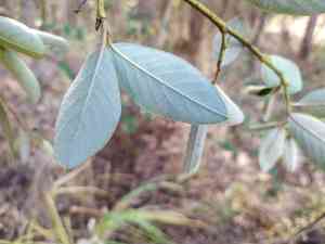 Large-leaf cotoneaster(Cotoneaster glaucophyllus)