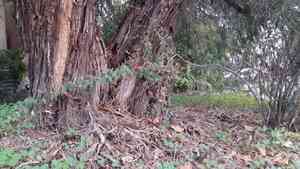 Large-leaf cotoneaster(Cotoneaster glaucophyllus)