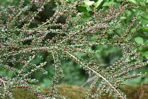 Rockspray cotoneaster(Cotoneaster horizontalis)