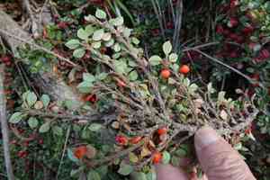 Rockspray cotoneaster(Cotoneaster horizontalis)