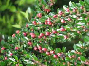 Rockspray cotoneaster(Cotoneaster horizontalis)