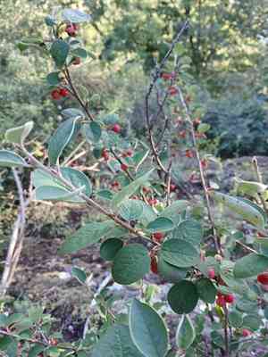Common cotoneaster(Cotoneaster integerrimus)