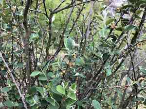 Common cotoneaster(Cotoneaster integerrimus)