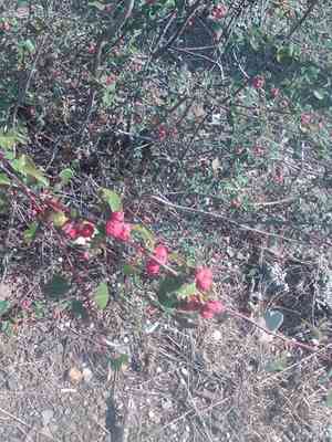 Common cotoneaster(Cotoneaster integerrimus)