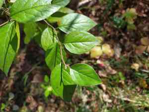 Shiny cotoneaster(Cotoneaster lucidus)
