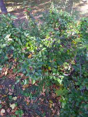 Shiny cotoneaster(Cotoneaster lucidus)