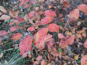 Shiny cotoneaster(Cotoneaster lucidus)