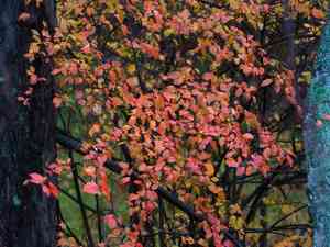 Shiny cotoneaster(Cotoneaster lucidus)
