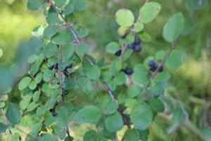 Black-fruited cotoneaster(Cotoneaster melanocarpus)